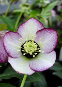 Helleborus x hybridus 'Carousel'